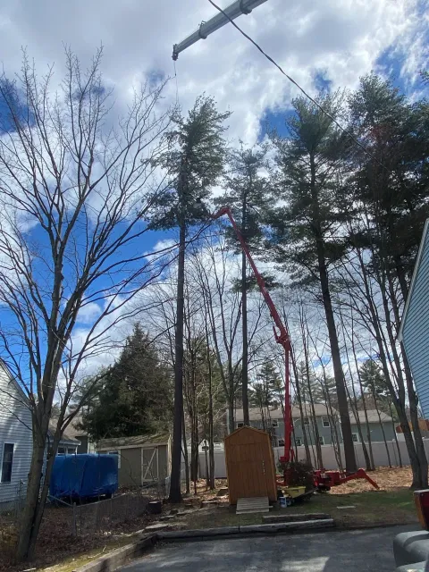 work photo from svtree.com