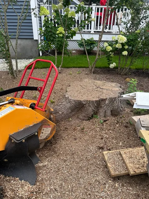 Stump before grinding in a landscaped residential area