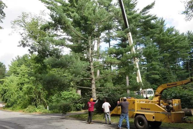 work photo from clearviewtreeserv.com