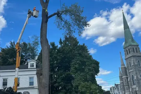 Berrys Tree Service LLC's Other Services