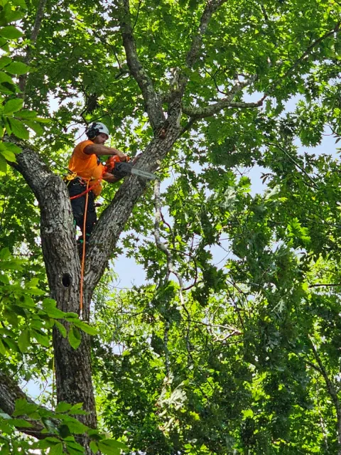 work photo from blackbeartreemaine.com