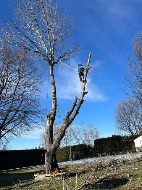 Niz Tree Services Corp work photo