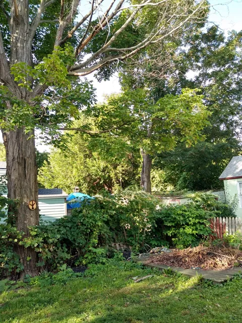 Berkshire Tree Service work photo