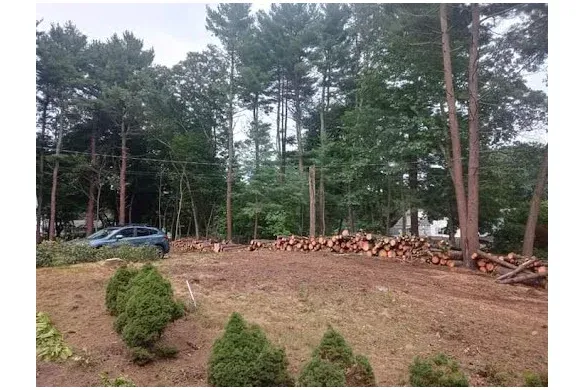 Wilson Tree & Shrub Services researched project photo