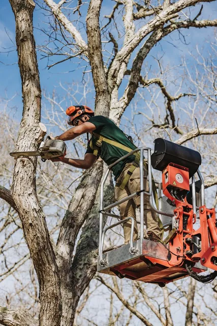 Bilzerian Tree & Land - Tree Removal & Pruning Service, Tree Stump Removal in Vineyard Haven, MA work photo