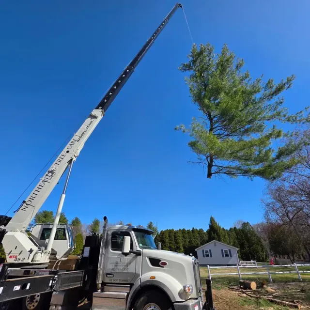 A crane lifting a large tree in a residential area with blue sky and a house in the background.