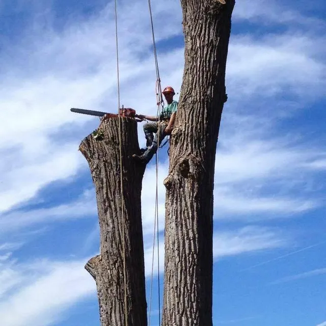 Malec Tree Services work photo