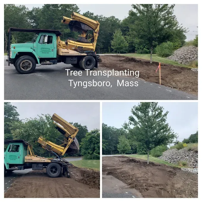 Tree transplanting in Tyngsboro, Mass., with a turquoise truck lifting a large tree onto a dirt site.