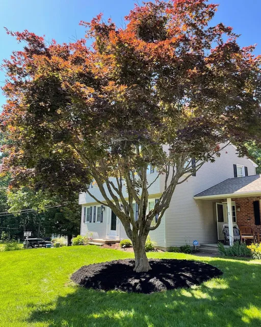 Ascending Tree Care LLC work photo