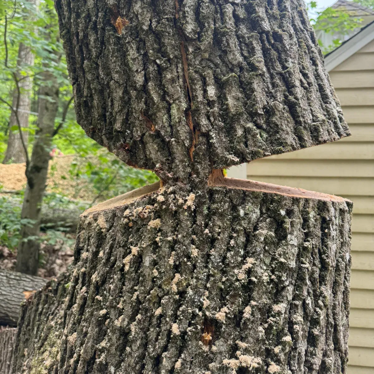 work photo from dovercountrytrees.com