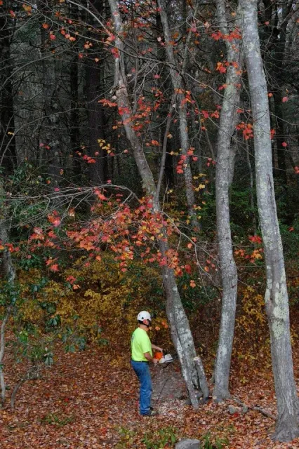 A person wearing a safety helmet and bright yellow shirt examining or working on a leaning tree in a wooded area during autumn.