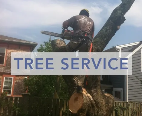 Tree surgeon standing in and trimming a big tree with a chainsaw