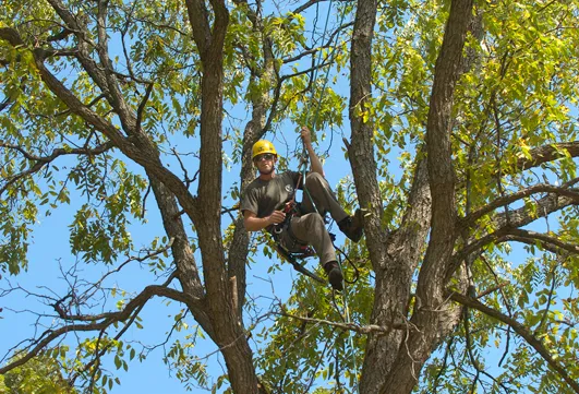 Lincoln Tree Service work photo