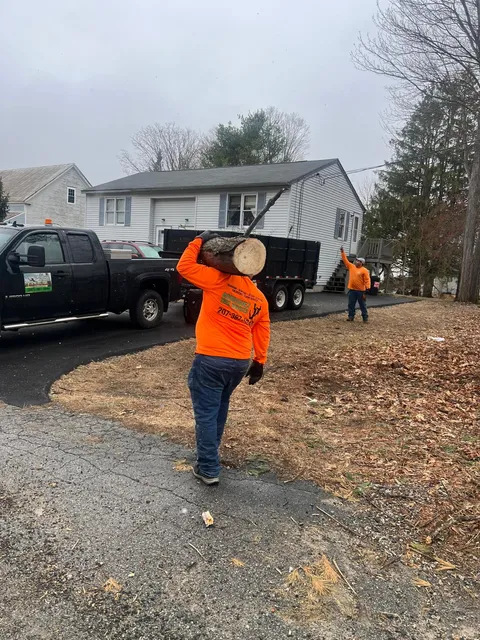 Rodriguez Tree Services work photo