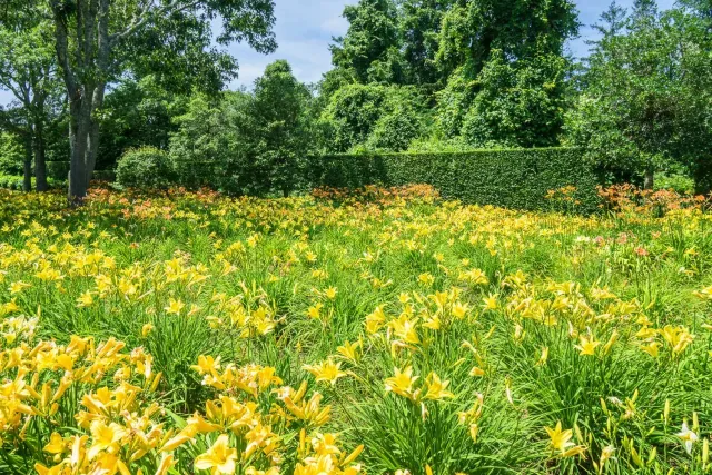 Lily Field, Chatham, MA