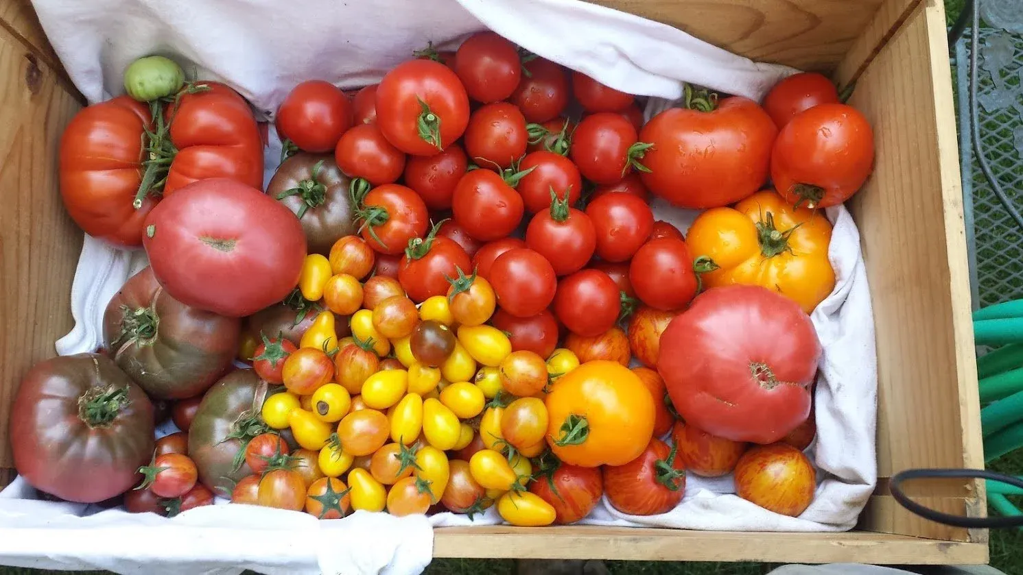 tomatoes.jpg