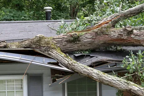 A tree has fallen on the roof of a house.