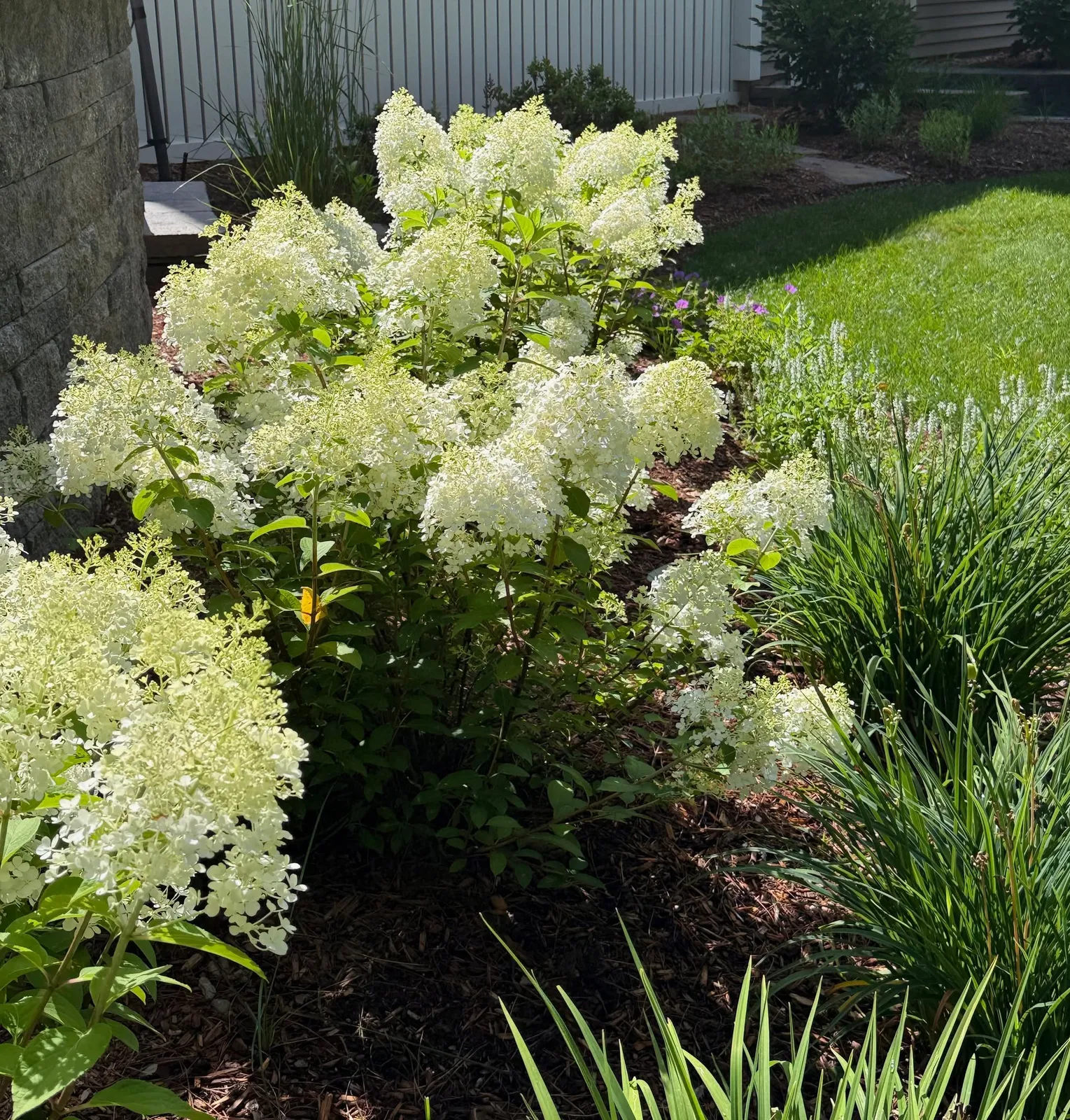 I’m sure you’ve noticed an abundance of these hydrangeas as you drive and walk around just about anywhere. It’s Panicle Hydrangea season, and it has been glorious this year! Unlike their more sensitive blue cousins, these hardy hydrangeas can take the sun and heat and still hold up beautifully.

These beauties are commonly known as Bobo Hydrangea (Hydrangea paniculata ‘Bobo’), loved for their compact size and large, conical flower clusters. The flowers start out white and transition to a soft pink as the season progresses. 

We love using them as a low hedge or mixed in a perennial border.  And you just can't beat hardy panicle hydrangeas for end of the season color! 

#Hydrangeas #GardenInspiration #GardenDesign #BoboHydrangea #AngieVergeLandscapeDesign