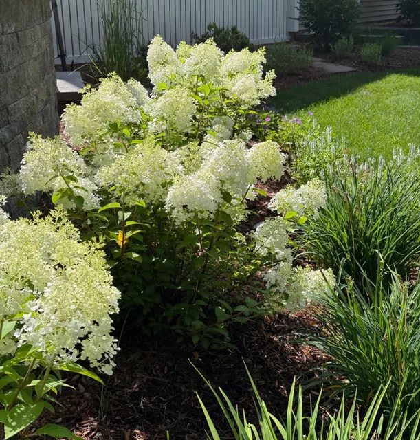 I’m sure you’ve noticed an abundance of these hydrangeas as you drive and walk around just about anywhere. It’s Panicle Hydrangea season, and it has been glorious this year! Unlike their more sensitive blue cousins, these hardy hydrangeas can take the sun and heat and still hold up beautifully.

These beauties are commonly known as Bobo Hydrangea (Hydrangea paniculata ‘Bobo’), loved for their compact size and large, conical flower clusters. The flowers start out white and transition to a soft pink as the season progresses. 

We love using them as a low hedge or mixed in a perennial border.  And you just can't beat hardy panicle hydrangeas for end of the season color! 

#Hydrangeas #GardenInspiration #GardenDesign #BoboHydrangea #AngieVergeLandscapeDesign