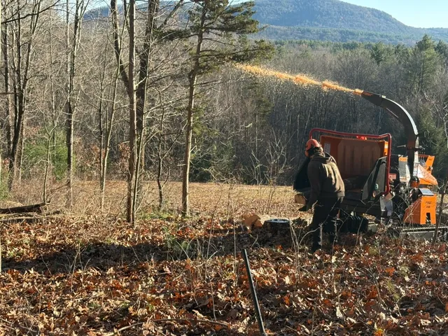 The Whole Tree work photo