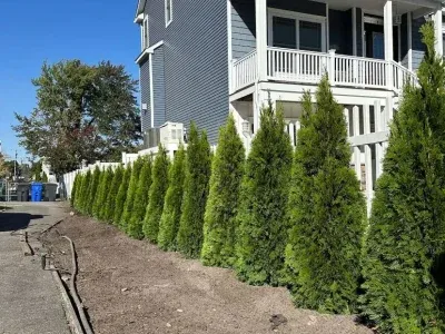 Trimming 04