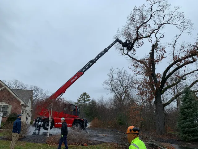 Red crane trimming a large tree near a house on a cloudy day.