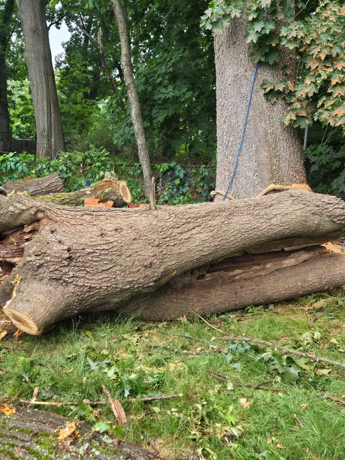 4 Daughters Landscape and Tree Service