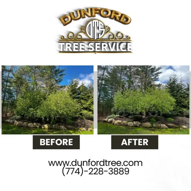 Dunford Tree Service work photo