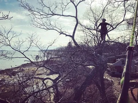 work photo from dirigotreeservice.com