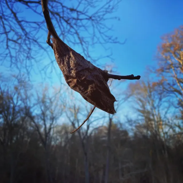 Part of sustainable forestry is just paying attention to what trees provide all year long. This dormant hickory - near the shortest day of the year - is still playing host to a giant silk moth cocoon. I&rsquo;m hopeful it&rsquo;s a Polyphemus moth an