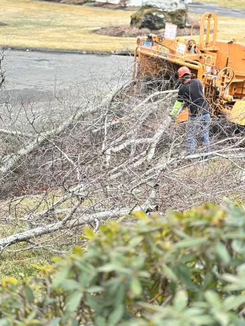 work photo from lifetreeservicesllc.com