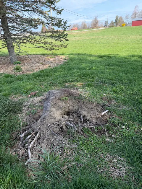 Tri-Son Stump Grinding researched project photo