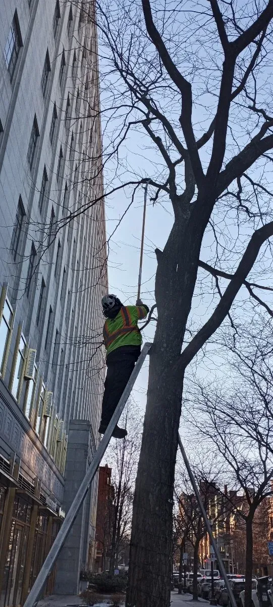 work photo from treetechinc.net