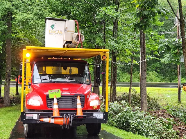 Lucas Tree Experts work photo
