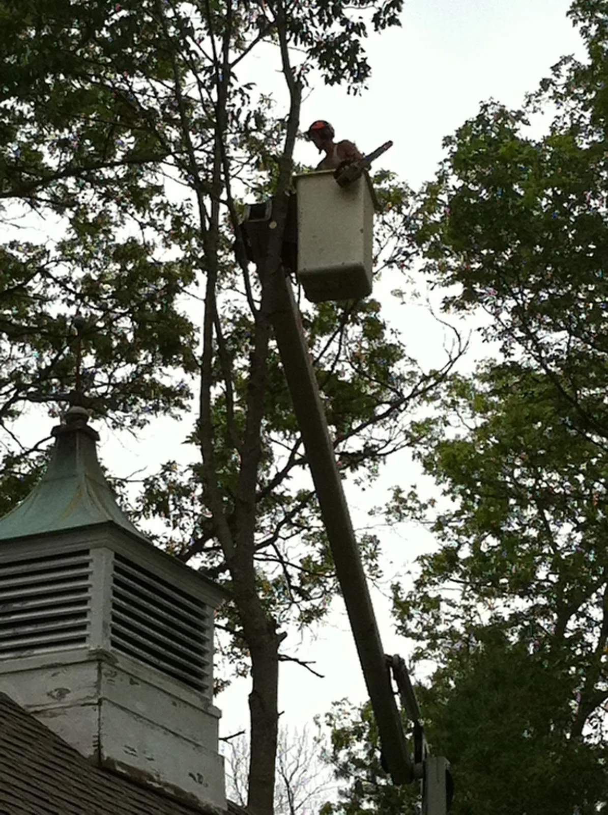 work photo from newcombstree.com