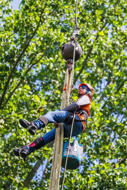 Recent work tree services fairfield county ct completed on a residential tree care project