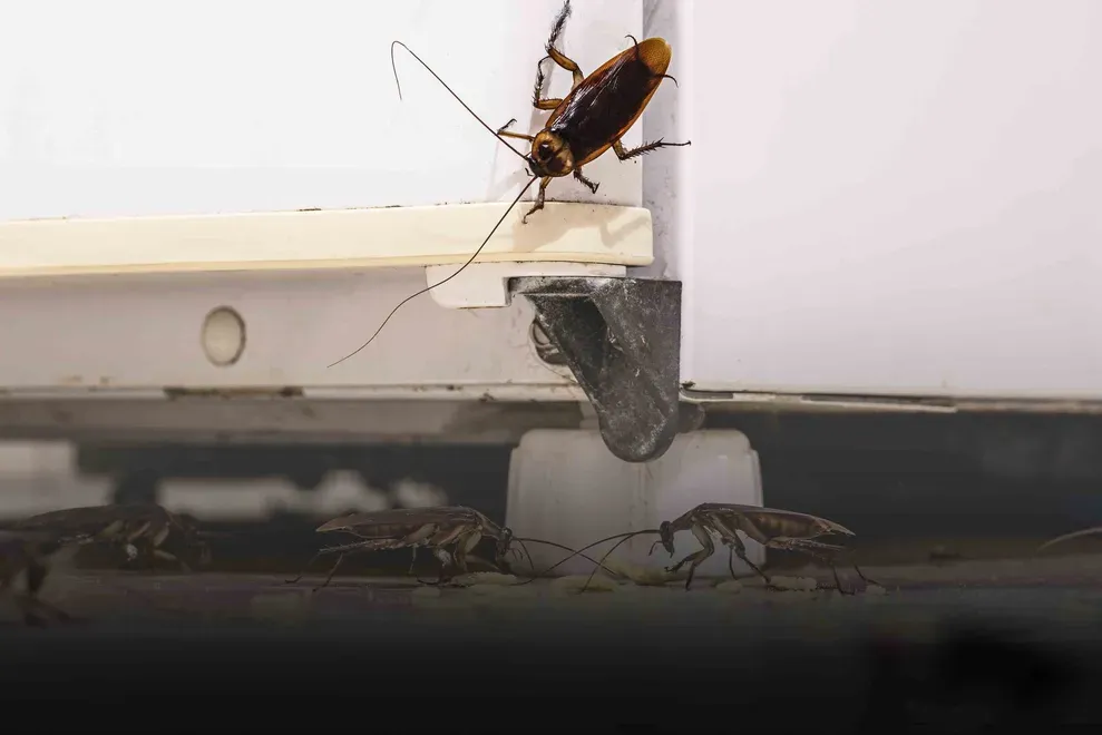Cockroach Elimination