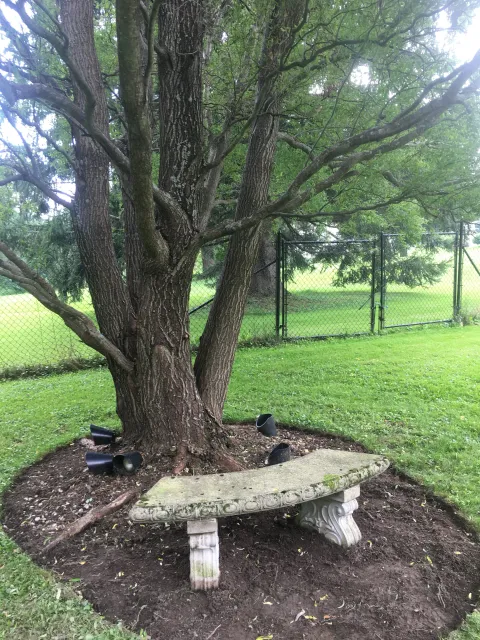 Shaded bench under Romeo’s Curley Willow