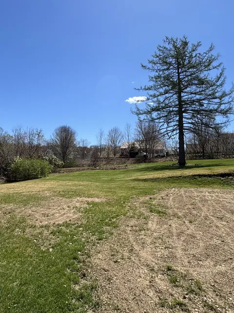 Yard cleared, healthy pine remains
