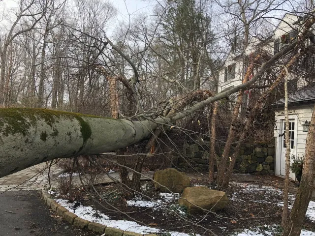 work photo from sandovaltreeservice.com