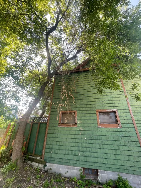 A tree growing against a green shingled building, blocking the view of two windows.