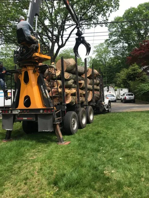 work photo from lifetreeservicesllc.com
