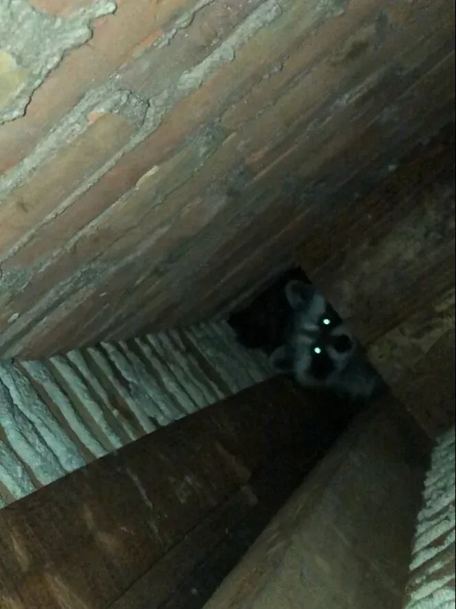 work photo from wmwildliferemoval.com