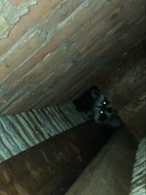 work photo from wmwildliferemoval.com