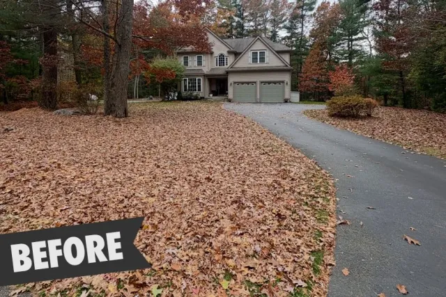 Lots of leaves.