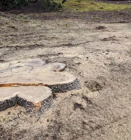 Tree stump grinding service removing old tree stump from residential yard