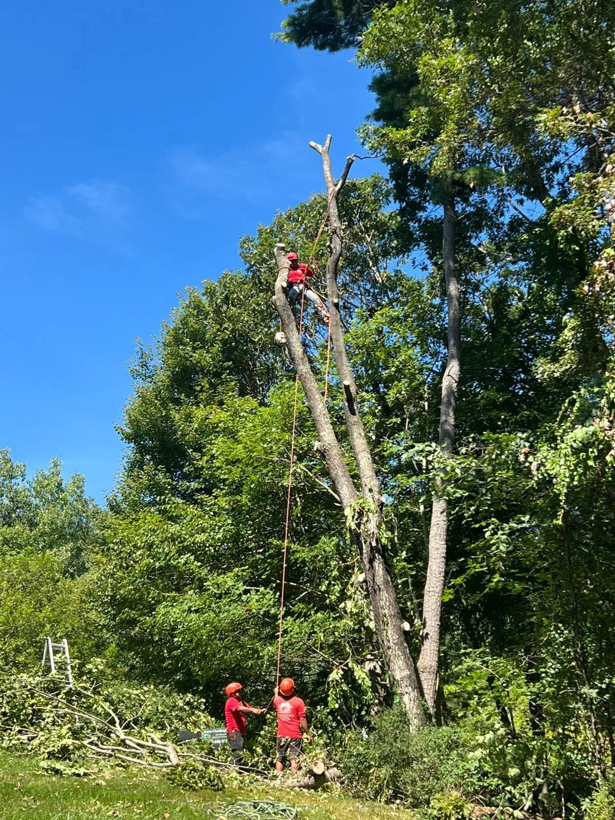 work photo from diamondlandscapingtreeservices.com