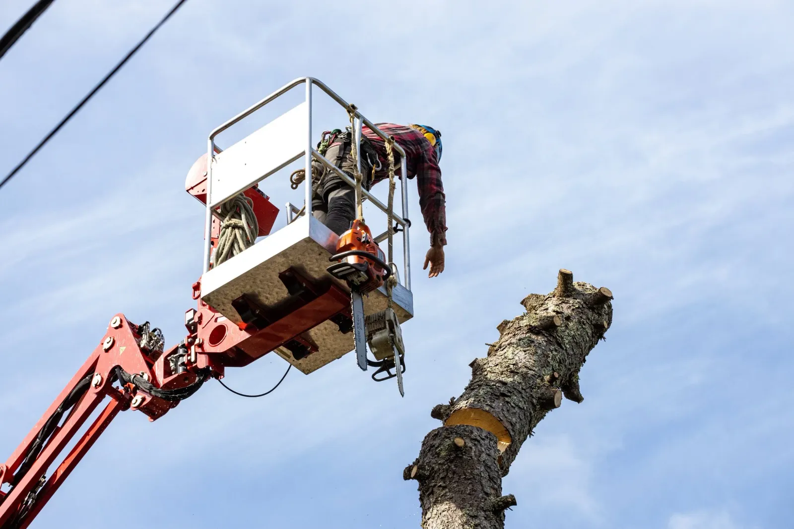 Cape Cod tree services, tree care Cape Cod, tree maintenance Cape Cod, tree removal and trimming Cape Cod, stump grinding Cape Cod, brush mowing Cape Cod, storm clean up Cape Cod, professional tree services Cape Cod, expert tree care Cape Cod, afford