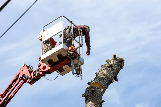 Cape Cod tree services, tree care Cape Cod, tree maintenance Cape Cod, tree removal and trimming Cape Cod, stump grinding Cape Cod, brush mowing Cape Cod, storm clean up Cape Cod, professional tree services Cape Cod, expert tree care Cape Cod, afford