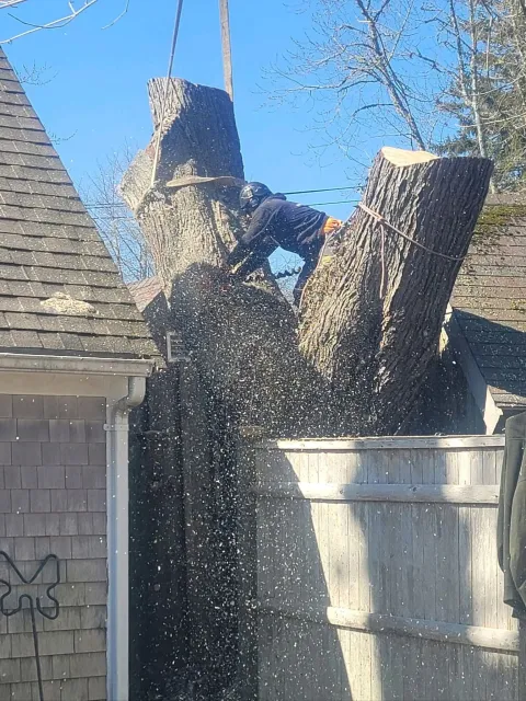 Tree being cut down in a backyard, with a person on the trunk and wood chips flying.